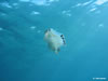 Tethys Fimbria