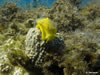 Tylodina Perversa