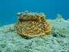 Umbracullum Mediterraneum 2