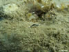 Hypselodoris Sp.