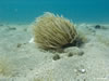 Anemonia Viridis