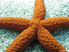 Sea Star