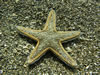 Astropecten Sp. 1