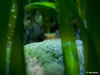 Cnidario