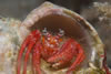 Dardanus Calidus
