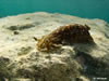 Dendrodoris Grandiflora 12