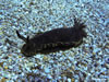 Dendrodoris Limbata