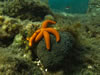 Echinaster Sepositus