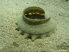 Eggs From Gastropods