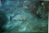 Epinephelus Sp.