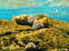 Gastropoda