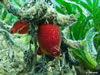 Halocynthia Papilosa
