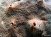 Hemimycale Columella