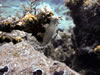 Hypselodoris Picta