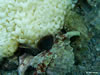 Murex  Eggs