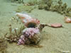 Murex Eating Dead Fish