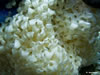 Murex Eggs