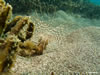 Pachycerianthus Solitarius