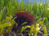Paracentrotus Lividus