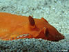 Platydoris Argo