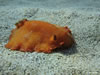 Platydoris Argo