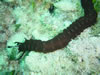 Unknown Worm