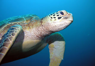 caretta