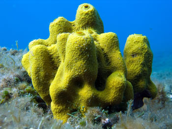 photo of sponge