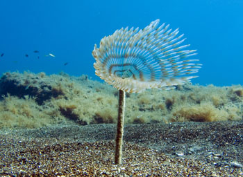 diving at Kori near Malia