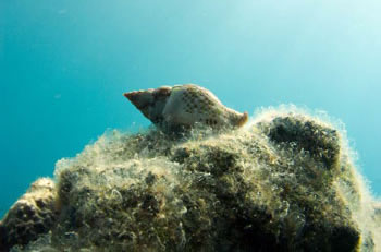 diving at milatos near malia