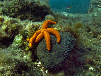scuba diving at Sissi near Malia