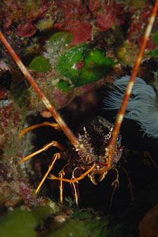 photo from the Agia Varvara diving location near Malia