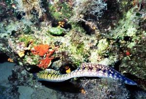 picture of scuba diving at mononaftis in agia pelagia crete