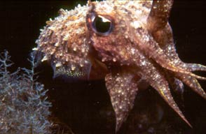 animals and plants at Daedalos Reef