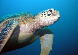 caretta sea turtle