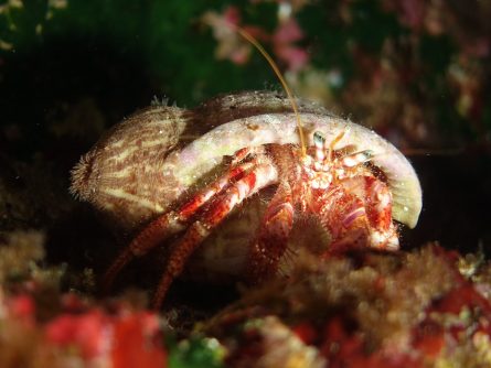 crab in blue cave crete