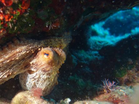 fish at daedalos site in agia pelagia crete