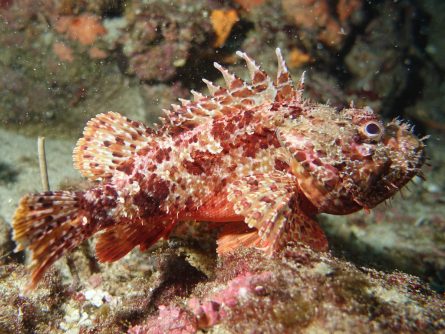scorpion fish at daedalos site in agia pelagia crete