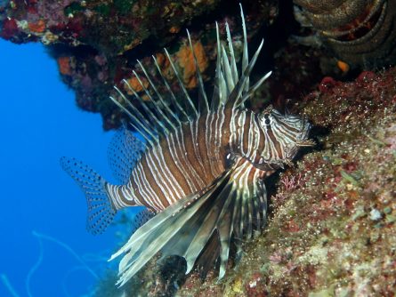 Lion fish at daedalos site in agia pelagia crete
