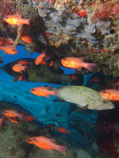 fish at daedalos site in agia pelagia crete