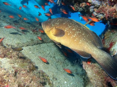 fish at dia island crete