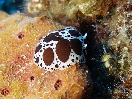 sea animal at dia island crete