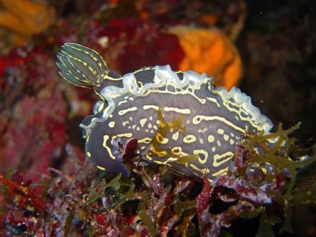 sea animal at dia island crete