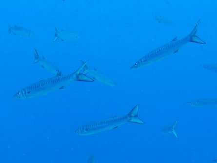 fish at ntia’s rock