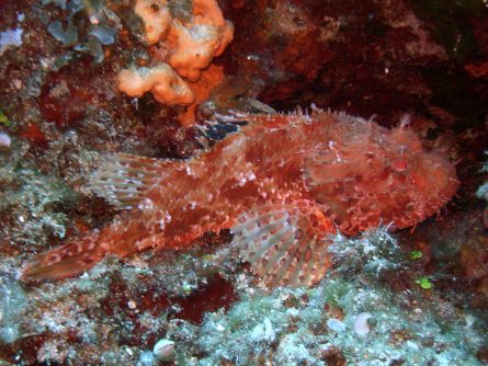 fish at ntia’s rock