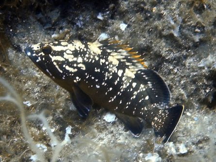 grouper at Dia’s rock