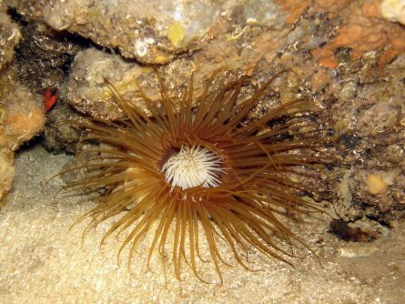 diving in el greco cave in crete