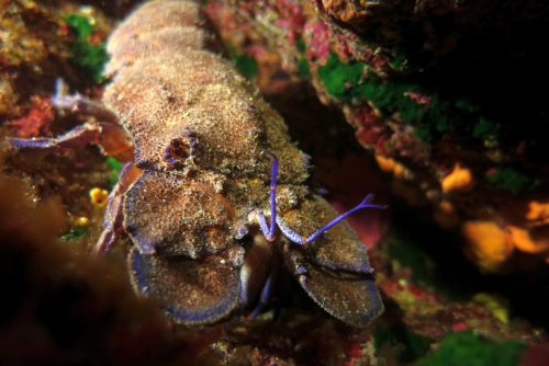 diving in el greco reef in crete