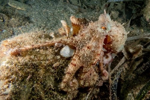 octopus in el greco reef in crete