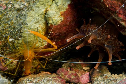 diving in el greco reef in crete